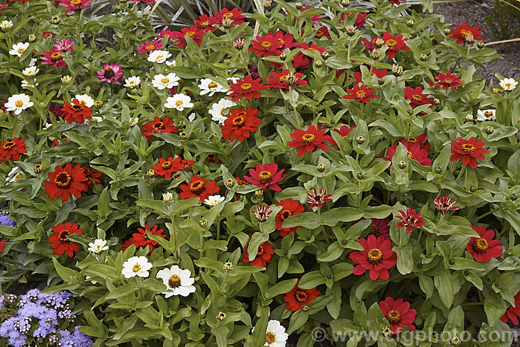 Mixed dwarf zinnias (<i>Zinnia elegans Profusion strain</i>), these mixed colour, semi-double-flowered dwarf plants are typical of modern bedding zinnias, with a stocky habit, good rain-resistance and vibrant flower colours. Order: Asterales, Family: Asteraceae