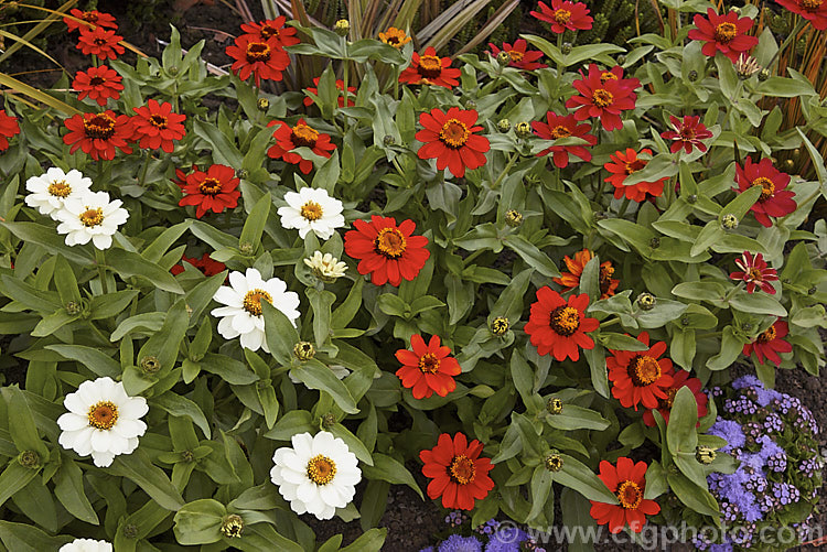 Mixed dwarf zinnias (<i>Zinnia elegans Profusion strain</i>), these mixed colour, semi-double-flowered dwarf plants are typical of modern bedding zinnias, with a stocky habit, good rain-resistance and vibrant flower colours. Order: Asterales, Family: Asteraceae