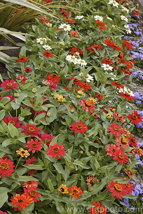 Mixed dwarf zinnias (<i>Zinnia elegans Profusion strain</i>), these mixed colour, semi-double-flowered dwarf plants are typical of modern bedding zinnias, with a stocky habit, good rain-resistance and vibrant flower colours. Order: Asterales, Family: Asteraceae