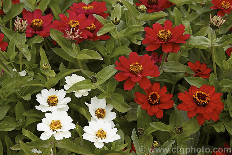 Mixed dwarf zinnias (<i>Zinnia elegans Profusion strain</i>), these mixed colour, semi-double-flowered dwarf plants are typical of modern bedding zinnias, with a stocky habit, good rain-resistance and vibrant flower colours. Order: Asterales, Family: Asteraceae