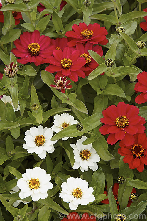 Mixed dwarf zinnias (<i>Zinnia elegans Profusion strain</i>), these mixed colour, semi-double-flowered dwarf plants are typical of modern bedding zinnias, with a stocky habit, good rain-resistance and vibrant flower colours. Order: Asterales, Family: Asteraceae