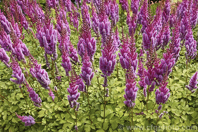 Astilbe chinensis var. taquetii 'Purpurlanze' (syn 'Purple Lance'), a cultivar of a natural variety of a low, spreading perennial native to China and Japan. Variety taquetii is much larger than the species, with flower stems to around 1m tall. The flowers appear a little later than those of most astilbes. astilbe-2381htm'>Astilbe. <a href='saxifragaceae-plant-family-photoshtml'>Saxifragaceae</a>.