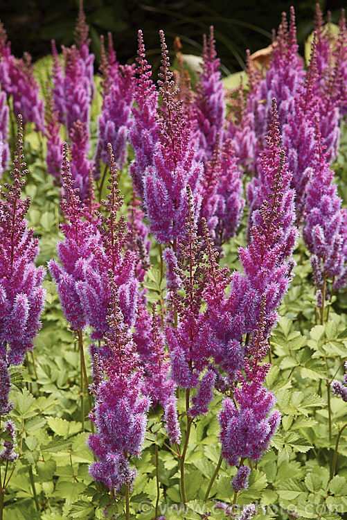 Astilbe chinensis var. taquetii 'Purpurlanze' (syn 'Purple Lance'), a cultivar of a natural variety of a low, spreading perennial native to China and Japan. Variety taquetii is much larger than the species, with flower stems to around 1m tall. The flowers appear a little later than those of most astilbes. astilbe-2381htm'>Astilbe. <a href='saxifragaceae-plant-family-photoshtml'>Saxifragaceae</a>.