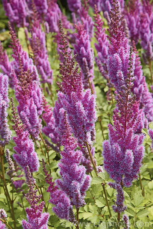 Astilbe chinensis var. taquetii 'Purpurlanze' (syn 'Purple Lance'), a cultivar of a natural variety of a low, spreading perennial native to China and Japan. Variety taquetii is much larger than the species, with flower stems to around 1m tall. The flowers appear a little later than those of most astilbes. astilbe-2381htm'>Astilbe. <a href='saxifragaceae-plant-family-photoshtml'>Saxifragaceae</a>.