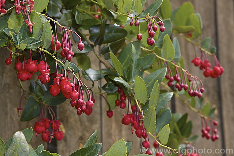 Coral Plant or Coral. Vine (<i>Berberidopsis corallina</i>), an evergreen climbing or scrambling shrub native to Chile. It prefers to grow in a fairly cool, moist situation and its pink to deep red flowers open in summer. berberidopsis-2411htm'>Berberidopsis. <a href='berberidopsidaceae-plant-family-photoshtml'>Berberidopsidaceae</a>.