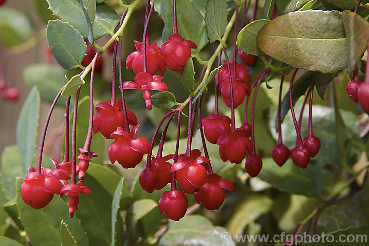 Coral Plant or Coral. Vine (<i>Berberidopsis corallina</i>), an evergreen climbing or scrambling shrub native to Chile. It prefers to grow in a fairly cool, moist situation and its pink to deep red flowers open in summer. berberidopsis-2411htm'>Berberidopsis. <a href='berberidopsidaceae-plant-family-photoshtml'>Berberidopsidaceae</a>.