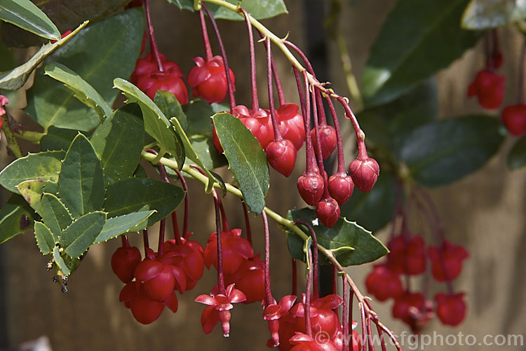 Coral Plant or Coral. Vine (<i>Berberidopsis corallina</i>), an evergreen climbing or scrambling shrub native to Chile. It prefers to grow in a fairly cool, moist situation and its pink to deep red flowers open in summer. berberidopsis-2411htm'>Berberidopsis. <a href='berberidopsidaceae-plant-family-photoshtml'>Berberidopsidaceae</a>.