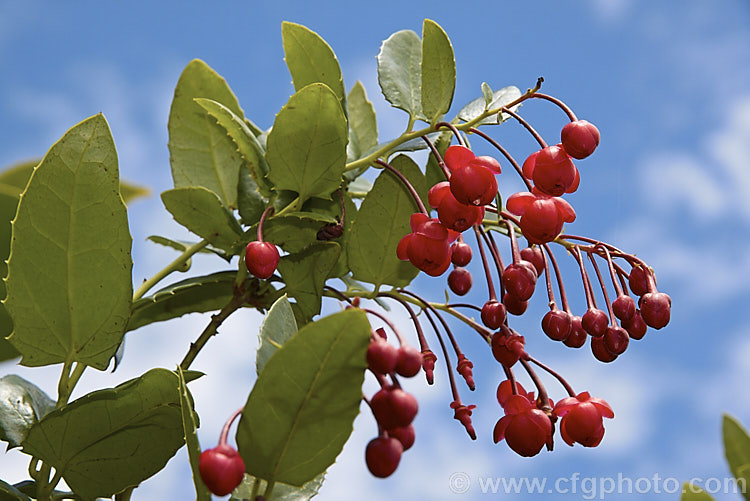 Coral Plant or Coral. Vine (<i>Berberidopsis corallina</i>), an evergreen climbing or scrambling shrub native to Chile. It prefers to grow in a fairly cool, moist situation and its pink to deep red flowers open in summer. berberidopsis-2411htm'>Berberidopsis. <a href='berberidopsidaceae-plant-family-photoshtml'>Berberidopsidaceae</a>.