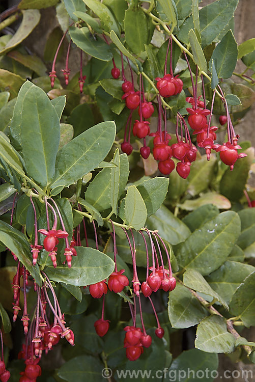 Coral Plant or Coral. Vine (<i>Berberidopsis corallina</i>), an evergreen climbing or scrambling shrub native to Chile. It prefers to grow in a fairly cool, moist situation and its pink to deep red flowers open in summer. berberidopsis-2411htm'>Berberidopsis. <a href='berberidopsidaceae-plant-family-photoshtml'>Berberidopsidaceae</a>.