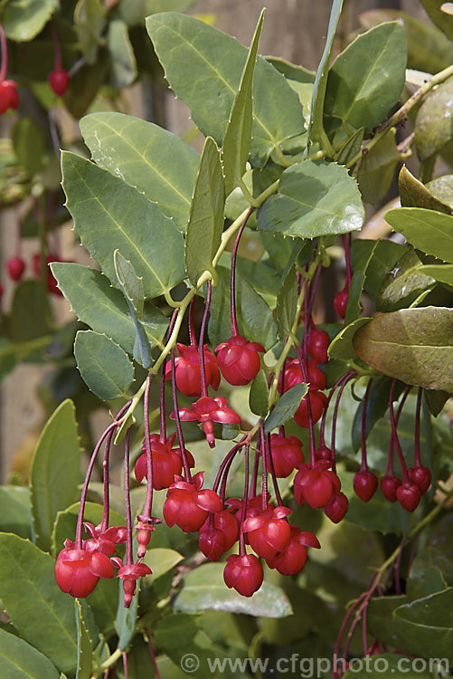 Coral Plant or Coral. Vine (<i>Berberidopsis corallina</i>), an evergreen climbing or scrambling shrub native to Chile. It prefers to grow in a fairly cool, moist situation and its pink to deep red flowers open in summer. berberidopsis-2411htm'>Berberidopsis. <a href='berberidopsidaceae-plant-family-photoshtml'>Berberidopsidaceae</a>.