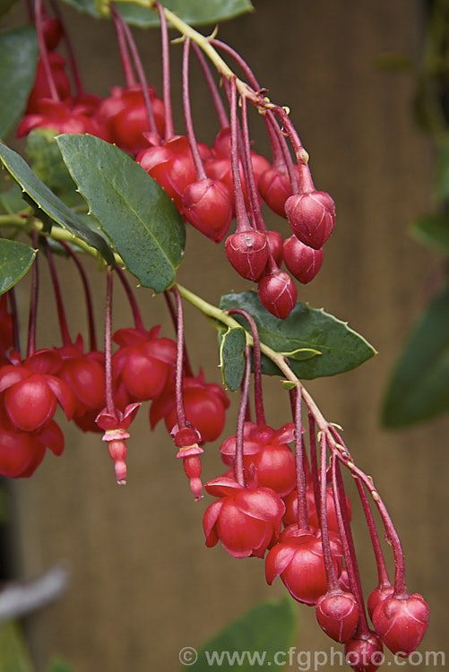 Coral Plant or Coral. Vine (<i>Berberidopsis corallina</i>), an evergreen climbing or scrambling shrub native to Chile. It prefers to grow in a fairly cool, moist situation and its pink to deep red flowers open in summer. berberidopsis-2411htm'>Berberidopsis. <a href='berberidopsidaceae-plant-family-photoshtml'>Berberidopsidaceae</a>.