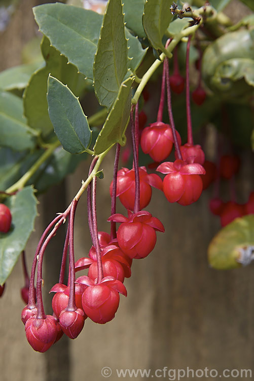 Coral Plant or Coral. Vine (<i>Berberidopsis corallina</i>), an evergreen climbing or scrambling shrub native to Chile. It prefers to grow in a fairly cool, moist situation and its pink to deep red flowers open in summer. berberidopsis-2411htm'>Berberidopsis. <a href='berberidopsidaceae-plant-family-photoshtml'>Berberidopsidaceae</a>.