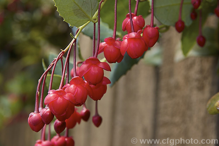 Coral Plant or Coral. Vine (<i>Berberidopsis corallina</i>), an evergreen climbing or scrambling shrub native to Chile. It prefers to grow in a fairly cool, moist situation and its pink to deep red flowers open in summer. berberidopsis-2411htm'>Berberidopsis. <a href='berberidopsidaceae-plant-family-photoshtml'>Berberidopsidaceae</a>.