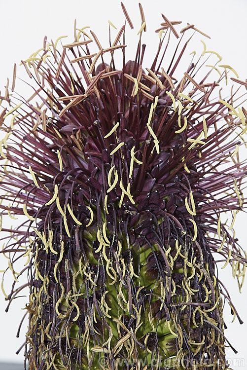 The top of the flowerhead of <i>Agave mitis</i> var. <i>mitis</i> (syn. <i>Agave celsii var. celsii</i>), an evergreen, rosette-forming, perennial succulent native to central Mexico. It green to blue-green leaves are up to 70cm long and have only very small teeth. The flower stems are 1-1.5m tall and the flowers open from late spring. The flower vary in colour from maroon to pale yellow-green. Order: Asparagales, Family: Asparagaceae