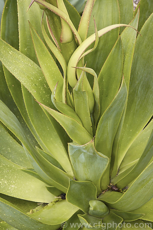 The foliage at the base of the flower stem of <i>Agave mitis</i> var. <i>mitis</i> (syn. <i>Agave celsii var. celsii</i>), an evergreen, rosette-forming, perennial succulent native to central Mexico. It green to blue-green leaves are up to 70cm long and have only very small teeth. The flower stems are 1-1.5m tall and the flowers open from late spring. The flower vary in colour from maroon to pale yellow-green. Order: Asparagales, Family: Asparagaceae