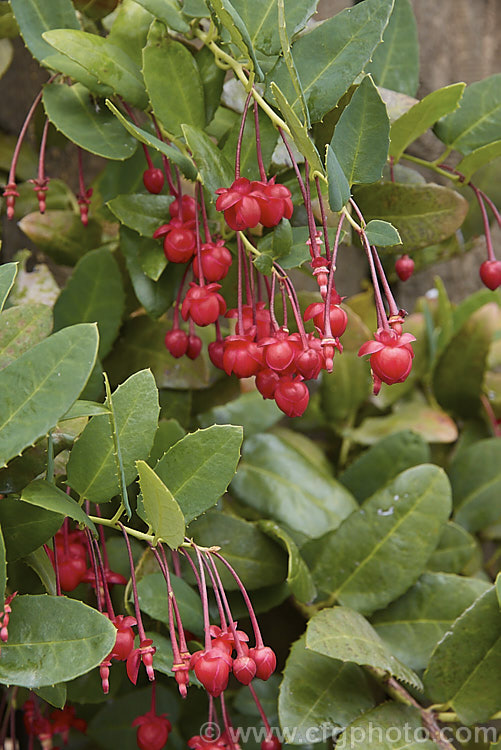 Coral Plant or Coral. Vine (<i>Berberidopsis corallina</i>), an evergreen climbing or scrambling shrub native to Chile. It prefers to grow in a fairly cool, moist situation and its pink to deep red flowers open in summer. berberidopsis-2411htm'>Berberidopsis. <a href='berberidopsidaceae-plant-family-photoshtml'>Berberidopsidaceae</a>.