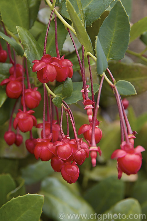 Coral Plant or Coral. Vine (<i>Berberidopsis corallina</i>), an evergreen climbing or scrambling shrub native to Chile. It prefers to grow in a fairly cool, moist situation and its pink to deep red flowers open in summer. berberidopsis-2411htm'>Berberidopsis. <a href='berberidopsidaceae-plant-family-photoshtml'>Berberidopsidaceae</a>.