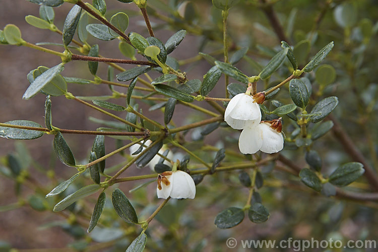 Eucryphia milliganii, an evergreen, summer-flowering shrub up to 6m tall, usually with a fairly narrow, columnar growth habit. It is native to Tasmania and has small leathery leaves to 15cm long. The white flowers are cup-shaped and 15-25cm wide. eucryphia-2247htm'>Eucryphia. <a href='cunoniaceae-plant-family-photoshtml'>Cunoniaceae</a>.