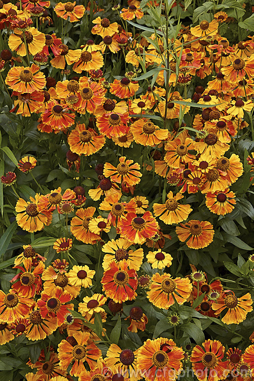 Helenium 'Red Wonder', one of several fancy-flowered garden forms that are probable hybrids of Helenium autumnale, Helenium nudiflorum and Helenium bigelovii, all of which are autumn-flowering perennials native to North America. Order: Asterales, Family: Asteraceae