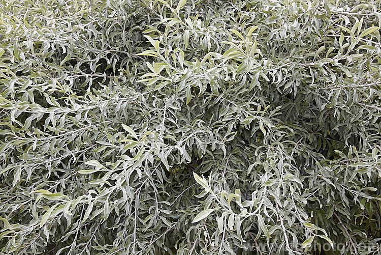 The summer foliage of Weeping Silver Pear (<i>Pyrus salicifolia 'Pendula'), a small deciduous tree from south-eastern Europe through the Caucasus to western Asia. The cultivar 'Pendula' appears identical to the species. Order: Rosales, Family: Rosaceae