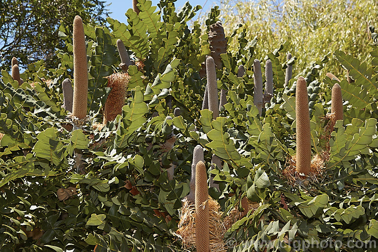 Giant Banksia or Bull. Banksia (<i>Banksia grandis</i>), a small evergreen tree to 8m tall, native to southwestern Australia. The deeply cut foliage is a distinctive feature and is incised to the midrib. Order: Proteales, Family: Proteaceae