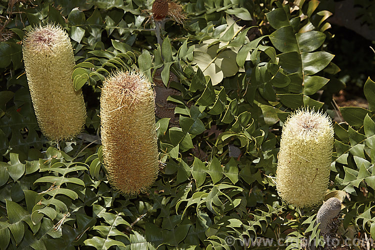 Giant Banksia or Bull. Banksia (<i>Banksia grandis</i>), a small evergreen tree to 8m tall, native to southwestern Australia. The deeply cut foliage is a distinctive feature and is incised to the midrib. Order: Proteales, Family: Proteaceae