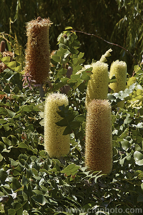 Giant Banksia or Bull. Banksia (<i>Banksia grandis</i>), a small evergreen tree to 8m tall, native to southwestern Australia. The deeply cut foliage is a distinctive feature and is incised to the midrib. Order: Proteales, Family: Proteaceae