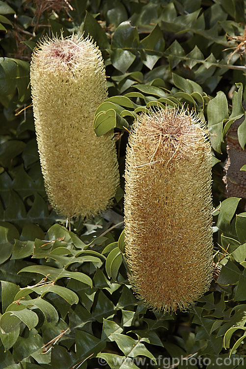 Giant Banksia or Bull. Banksia (<i>Banksia grandis</i>), a small evergreen tree to 8m tall, native to southwestern Australia. The deeply cut foliage is a distinctive feature and is incised to the midrib. Order: Proteales, Family: Proteaceae