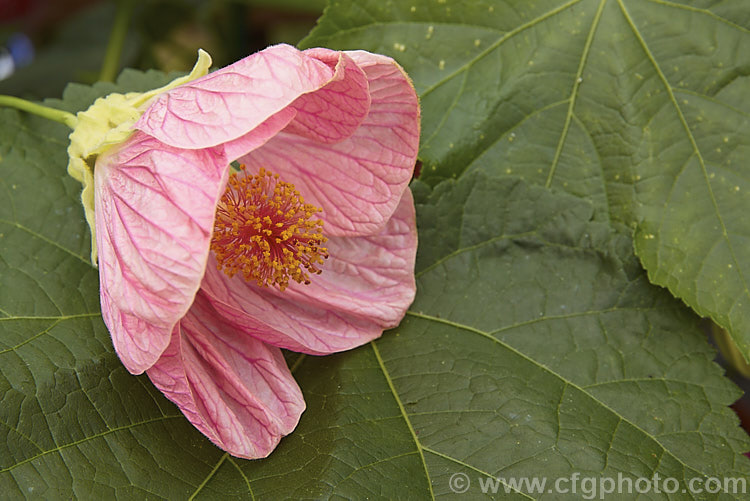 <i>Abutilon x hybridum</i> 'Kristen's Pink' (syn 'Logee's Pink'), one of the many shrubby hybrid abutilons. Formerly known as <i>Abutilon x darwinii</i>, the origins of these hybrids are unclear, though <i>Abutilon pictum</i> is present in their parentage. Order: Malvales, Family: Malvaceae