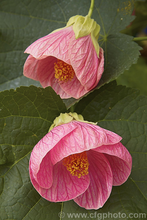 <i>Abutilon x hybridum</i> 'Kristen's Pink' (syn 'Logee's Pink'), one of the many shrubby hybrid abutilons. Formerly known as <i>Abutilon x darwinii</i>, the origins of these hybrids are unclear, though <i>Abutilon pictum</i> is present in their parentage. Order: Malvales, Family: Malvaceae