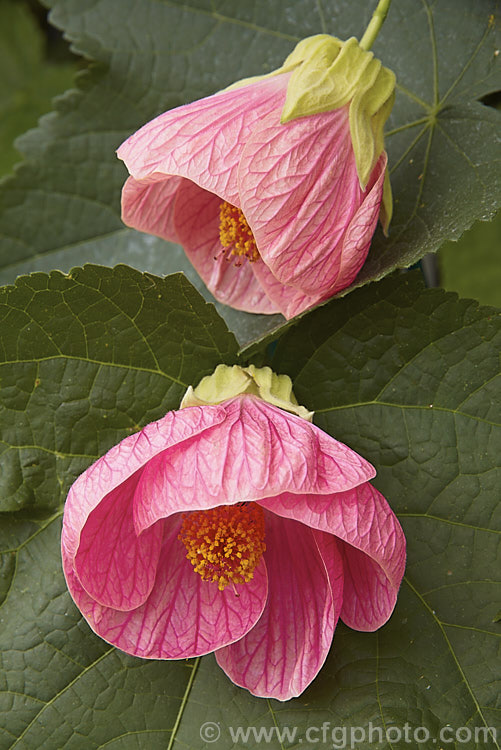 <i>Abutilon x hybridum</i> 'Kristen's Pink' (syn 'Logee's Pink'), one of the many shrubby hybrid abutilons. Formerly known as <i>Abutilon x darwinii</i>, the origins of these hybrids are unclear, though <i>Abutilon pictum</i> is present in their parentage. Most grow to around 2.4m high and wide. Order: Malvales, Family: Malvaceae