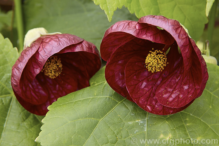 <i>Abutilon x hybridum</i> 'Burgundy Nabob', a red-brown-flowered sport of the deep red-flowered cultivar 'Nabob'. Formerly known as <i>Abutilon x darwinii</i>, the origins of these hybrids are unclear, though <i>Abutilon pictum</i> is present in their parentage. Most grow to around 2.4m high and wide. Order: Malvales, Family: Malvaceae