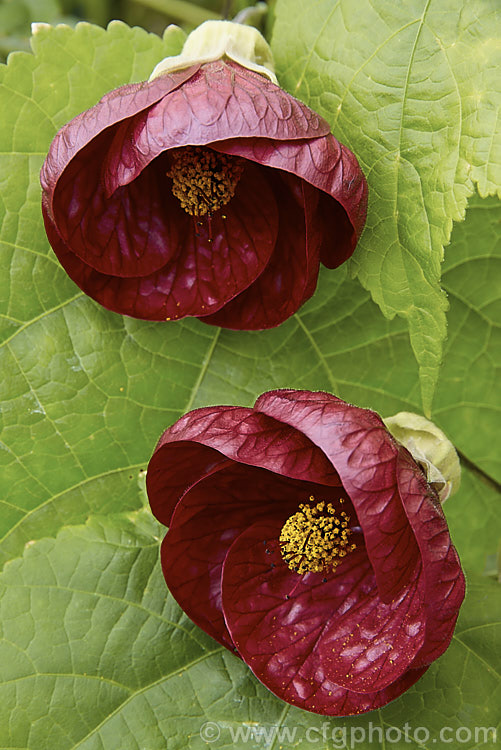 <i>Abutilon x hybridum</i> 'Burgundy Nabob', a red-brown-flowered sport of the deep red-flowered cultivar 'Nabob'. Formerly known as <i>Abutilon x darwinii</i>, the origins of these hybrids are unclear, though <i>Abutilon pictum</i> is present in their parentage. Most grow to around 2.4m high and wide. Order: Malvales, Family: Malvaceae