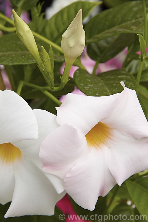 Mandevilla splendens 'Alba', a white-flowered form of a normally pink-flower twining climber native to southeastern Brazil. It flowers for much of the year and in cooler weather the flowers are often pink-tinted. The flower is very similar to that of the Mandevilla sanderi cultivar 'My. Fair. Lady', but. M sanderi has smoother, less strongly veined and darker green foliage than M splendens. mandevilla-3121htm'>Mandevilla. Order: Gentianales, Family: Apocynaceae