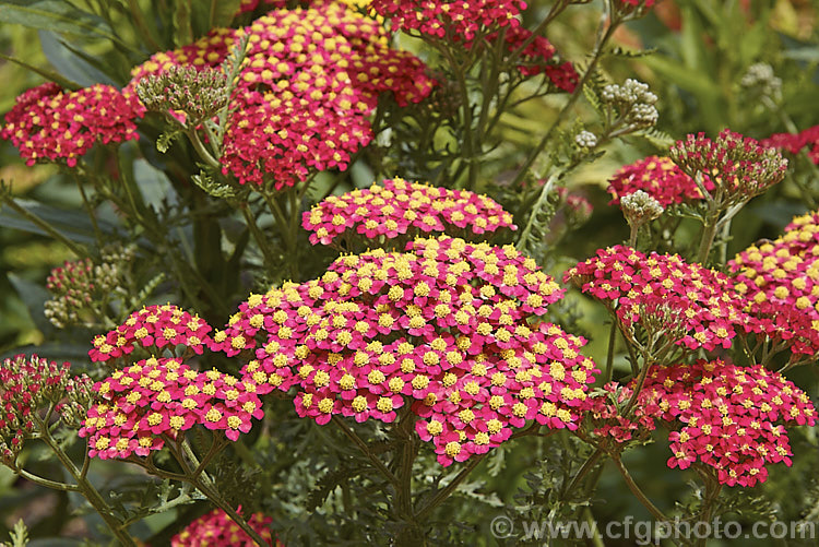 <i>Achillea millefolium</i> 'The Beacon' (syn 'Fanal'), a popular garden cultivar of a vigorous, summer-flowering Eurasian perennial that has naturalised in many parts of the world. Order: Asterales, Family: Asteraceae