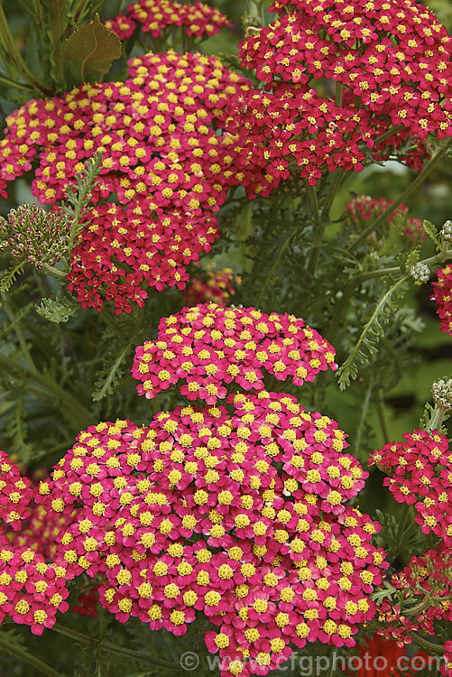 <i>Achillea millefolium</i> 'The Beacon' (syn 'Fanal'), a popular garden cultivar of a vigorous, summer-flowering Eurasian perennial that has naturalised in many parts of the world. Order: Asterales, Family: Asteraceae