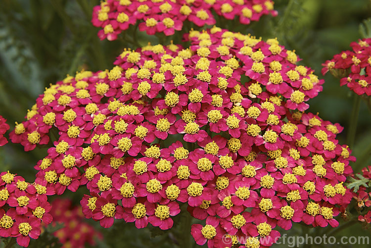 <i>Achillea millefolium</i> 'The Beacon' (syn 'Fanal'), a popular garden cultivar of a vigorous, summer-flowering Eurasian perennial that has naturalised in many parts of the world. Order: Asterales, Family: Asteraceae