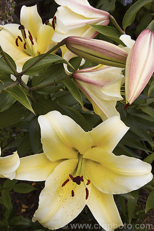 Lilium 'Conca d'Or', a very large-flowered, mildly scented, hybrid Oriental lily often grown as a cut flower. Derived from many species, the flowers of the Oriental group are usually large and funnel- to bowl-shaped. lilium-2171htm'>Lilium. <a href='liliaceae-plant-family-photoshtml'>Liliaceae</a>.