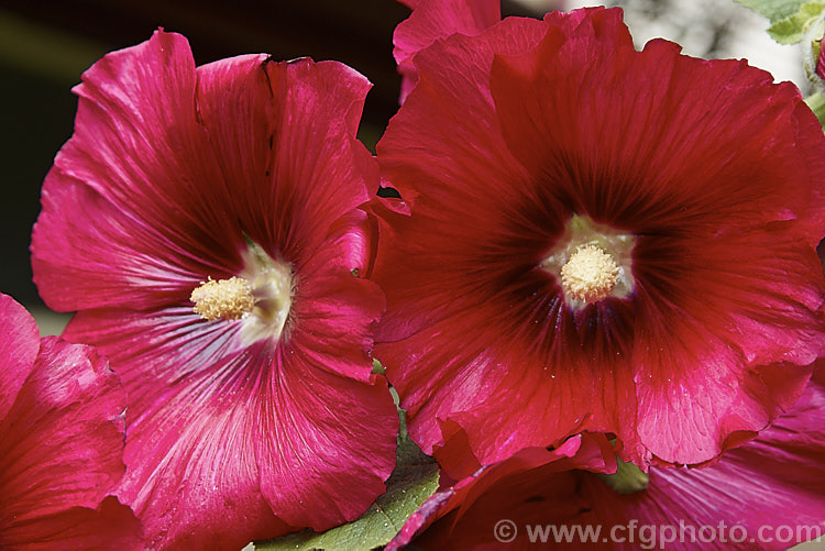 A crimson-flowered Hollyhock (<i>Alcea rosea [syn. Althaea rosea]), a western Asian biennial or perennial to 3m tall. There are many garden forms. alcea-2169htm'>Alcea.