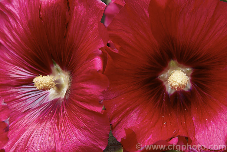 A crimson-flowered Hollyhock (<i>Alcea rosea [syn. Althaea rosea]), a western Asian biennial or perennial to 3m tall. There are many garden forms. alcea-2169htm'>Alcea.