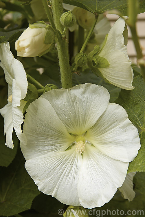 A cream-flowered Hollyhock (<i>Alcea rosea [syn. Althaea rosea]), a western Asian biennial or perennial to 3m tall. There are many garden forms. alcea-2169htm'>Alcea.