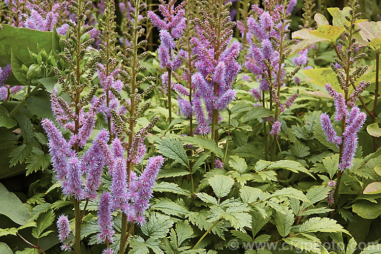 Astilbe chinensis, a low, spreading perennial native to China and Japan. The flower stems are around 40cm high and it blooms rather later than most astilbes. astilbe-2381htm'>Astilbe. <a href='saxifragaceae-plant-family-photoshtml'>Saxifragaceae</a>.