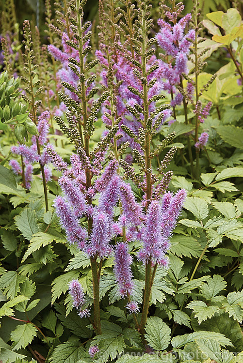 Astilbe chinensis, a low, spreading perennial native to China and Japan. The flower stems are around 40cm high and it blooms rather later than most astilbes. astilbe-2381htm'>Astilbe. <a href='saxifragaceae-plant-family-photoshtml'>Saxifragaceae</a>.