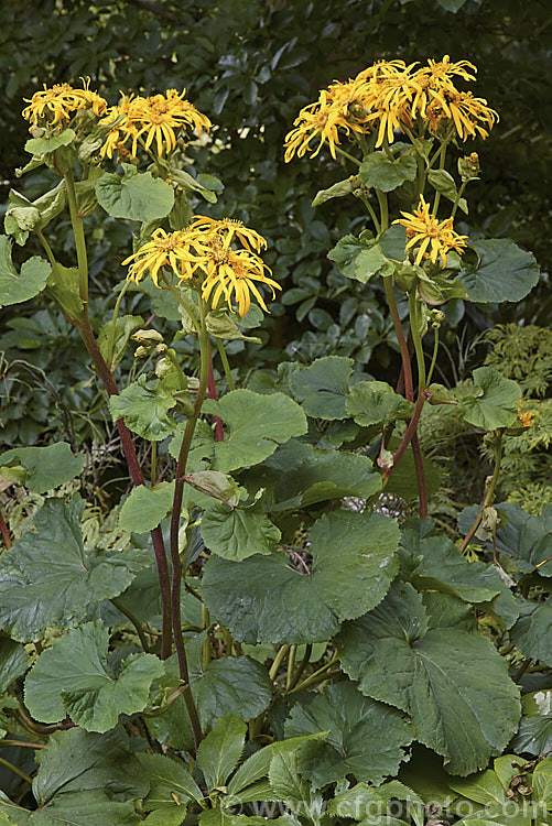 Ligularia dentata, a vigorous summer-flowering perennial native to China and Japan. The flower heads, large golden-yellow daisies, are borne on stems up to 1m high. ligularia-3092htm'>Ligularia.