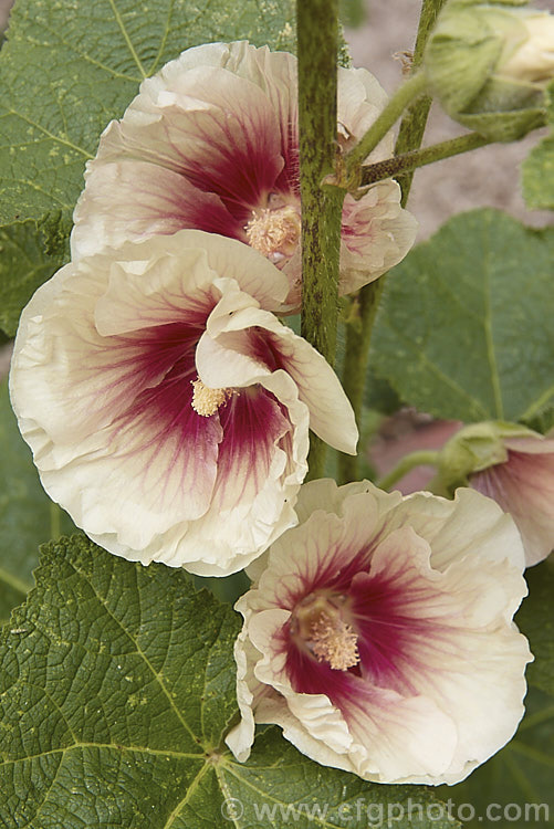 Hollyhock (<i>Alcea rosea [syn. Althaea rosea]), a western Asian biennial or perennial to 3m tall This plant was grown from seed of a wild form, though hollyhocks have been so long in cultivation and are so naturally variable that it is difficult to determine exactly how the original species looked. alcea-2169htm'>Alcea.