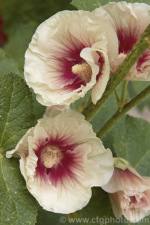 Hollyhock (<i>Alcea rosea [syn. Althaea rosea]), a western Asian biennial or perennial to 3m tall This plant was grown from seed of a wild form, though hollyhocks have been so long in cultivation and are so naturally variable that it is difficult to determine exactly how the original species looked. alcea-2169htm'>Alcea.