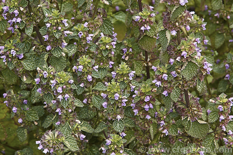 Black Horehound (<i>Ballota nigra</i>) in flower. This herbaceous perennial occurs naturally in Eurasia and North Africa. Ultimately over 1m tall, it produces small purple flowers but is mainly grown for its foliage, which is used in herbal teas and tonics. Not to be confused with Common or White Horehound (<i>Marrubium vulgare</i>). ballota-2591htm'>Ballota.