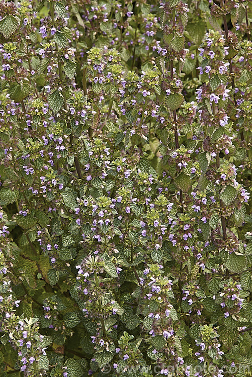 Black Horehound (<i>Ballota nigra</i>) in flower. This herbaceous perennial occurs naturally in Eurasia and North Africa. Ultimately over 1m tall, it produces small purple flowers but is mainly grown for its foliage, which is used in herbal teas and tonics. Not to be confused with Common or White Horehound (<i>Marrubium vulgare</i>). ballota-2591htm'>Ballota.