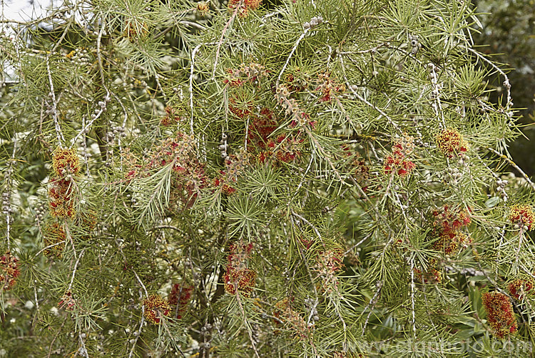 Prickly bottlebrush (<i>Melaleuca brachyandra [syn. Callistemon brachyandrus]), an Australian evergreen, summer-flowering shrub found in inland areas around the Victoria and New South Wales border. It has a rather sprawling habit with needle-like foliage and flowerheads. melaleuca-2126htm'>Melaleuca. .