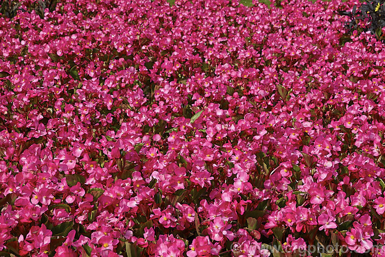 Bedding Begonias or Wax Begonias (<i>Begonia semperflorens-cultorum Dragon Wing x Pink</i>), derived from several fibrous-rooted species, these small-flowered hybrids occur in green- and red-leaved forms and in a range of flower colours. Although perennial, they are frost-tender and are usually treated as annuals. This cultivar is the pink-flowered form of Dragon Wing, a strain marketed by Ball. Horticulture of the United States. Order: Cucurbitales, Family: Begoniaceae